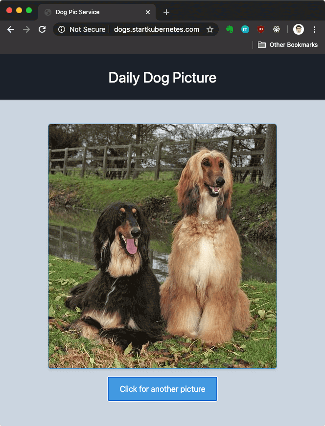 Dog Pic Website